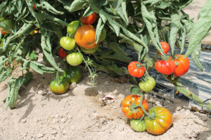 27-04-15-estudio tomates