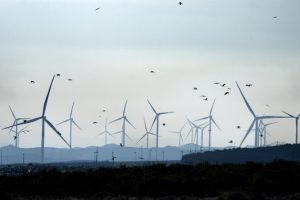 La nueva normativa ambiental europea sobre energías renovables tendrá un impacto negativo en la biodiversidad